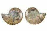 Cut & Polished Ammonite Fossil - Madagascar #379118-1